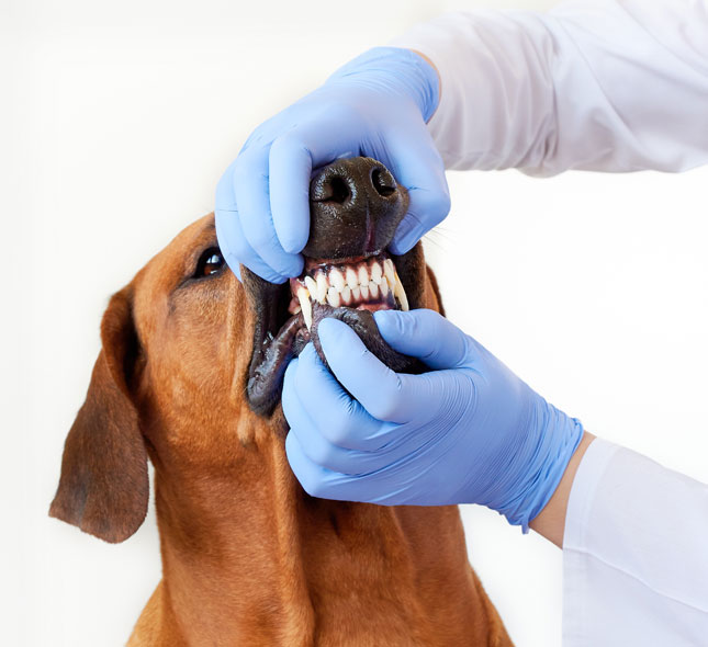 dog